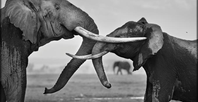 کمپین حفاظت از فیل‌‌ها